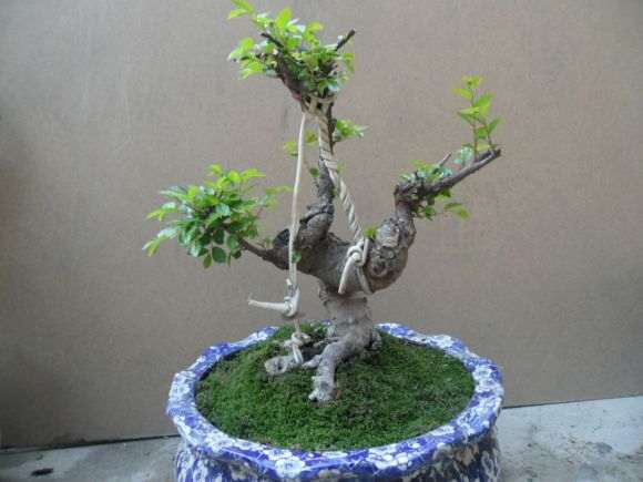 想做个风动式的水蜡盆景