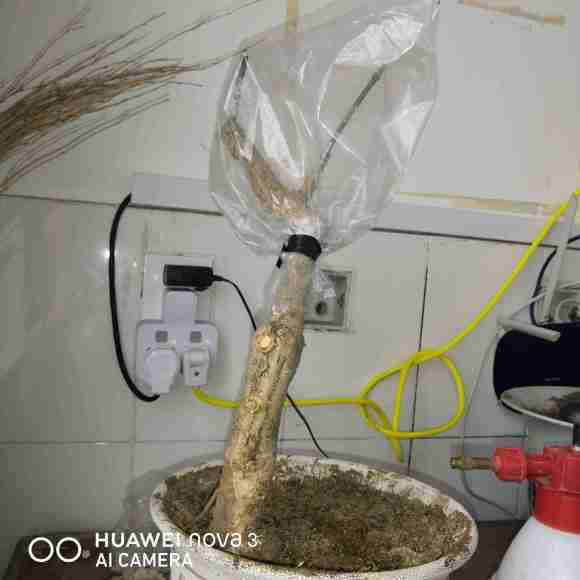 白蜡杆能怎么嫁接迎春下山桩