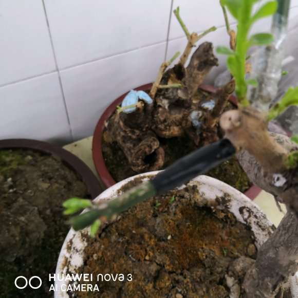 白蜡杆能怎么嫁接迎春下山桩