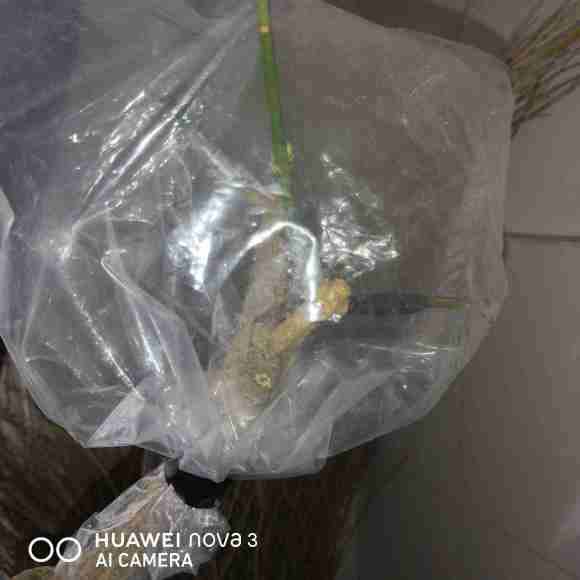 白蜡杆能怎么嫁接迎春下山桩