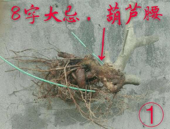 几个小水腊下山桩盆中泡了几天