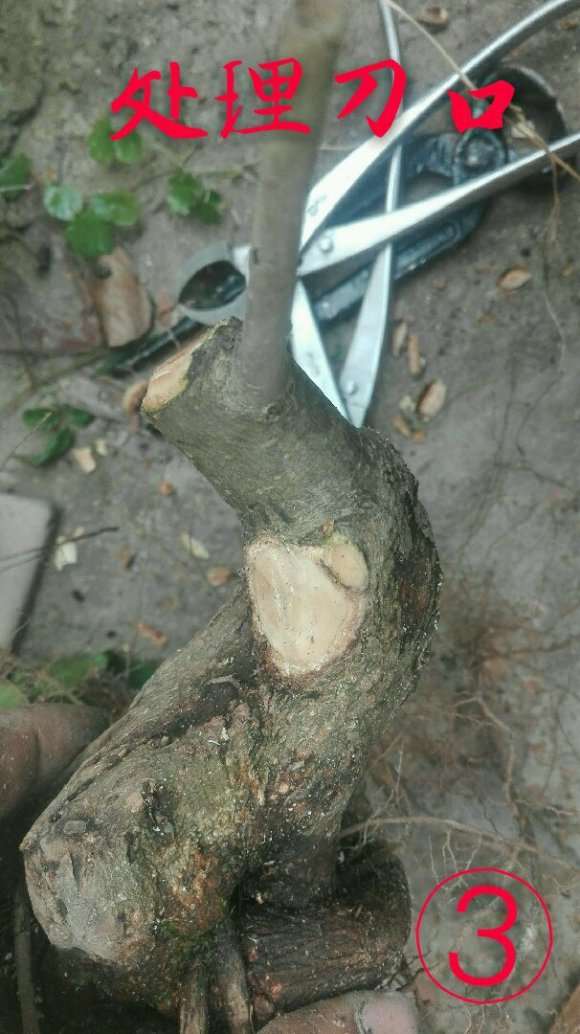 几个小水腊下山桩盆中泡了几天