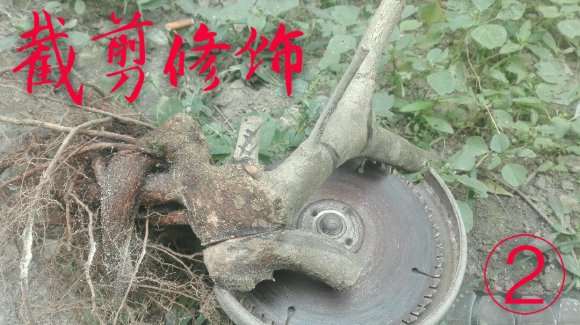 几个小水腊下山桩盆中泡了几天