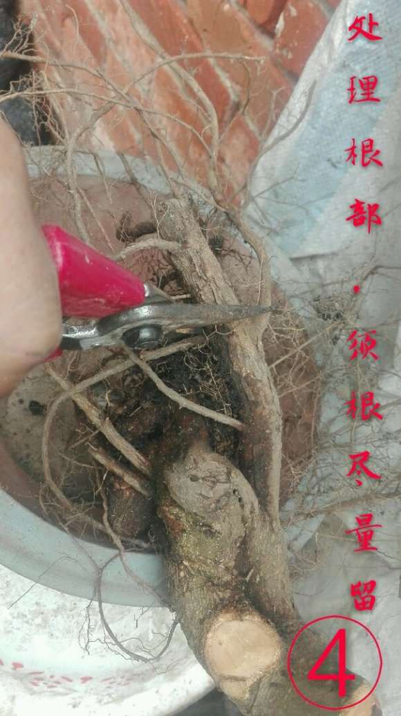 几个小水腊下山桩盆中泡了几天