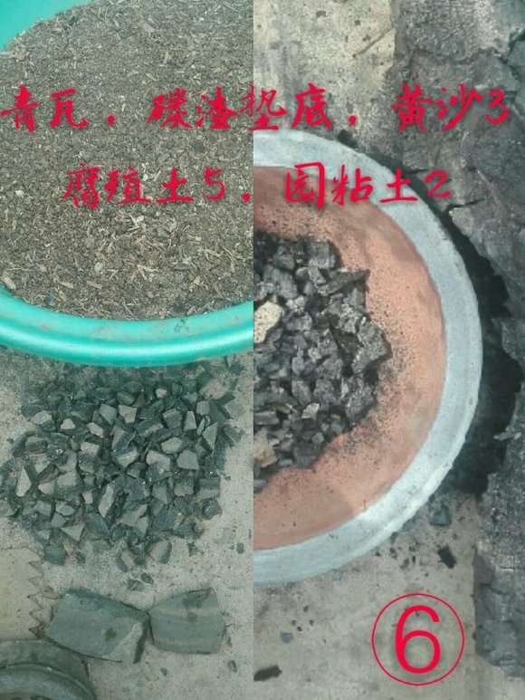 几个小水腊下山桩盆中泡了几天