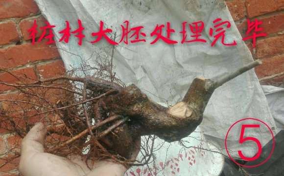 几个小水腊下山桩盆中泡了几天