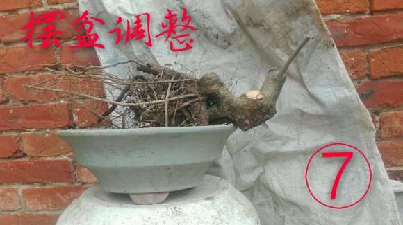 几个小水腊下山桩盆中泡了几天