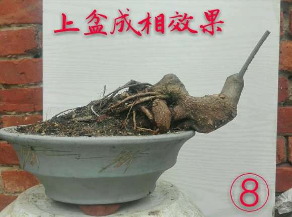 几个小水腊下山桩盆中泡了几天