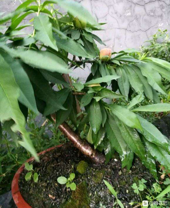 为什么没人用桃树下山桩做盆景