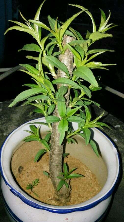 桃树能做下山桩吗 怎么制作