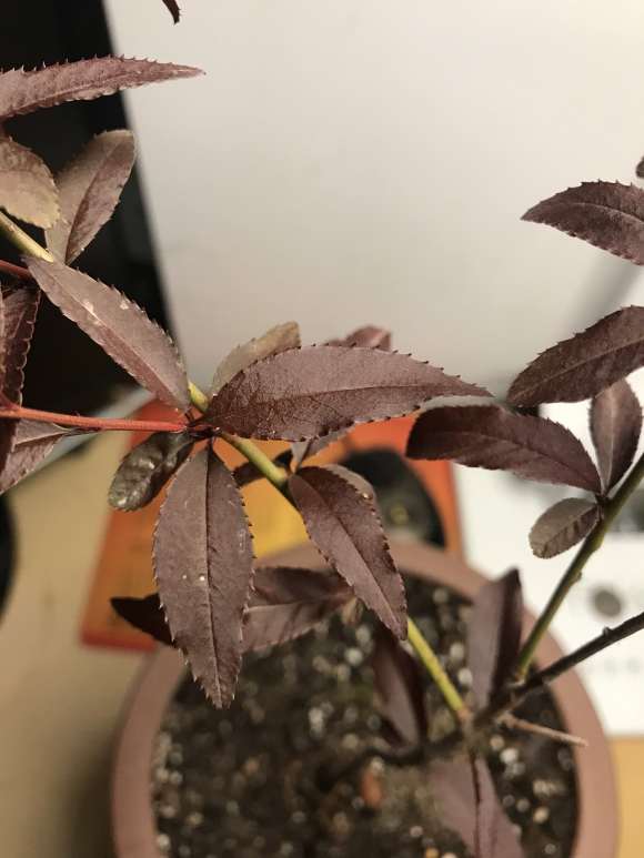 这是桃树盆景 还是李子树盆景