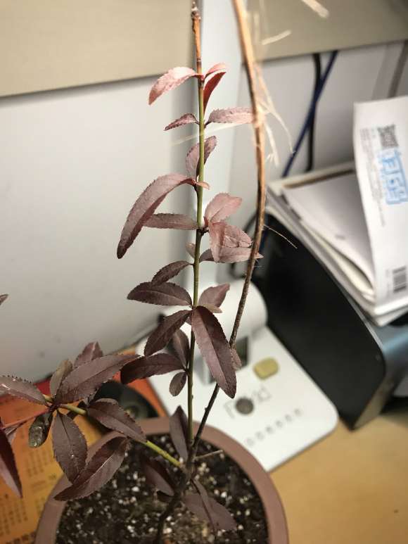 这是桃树盆景 还是李子树盆景