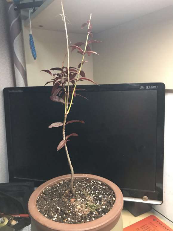 这是桃树盆景 还是李子树盆景