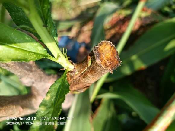 嫁接桃树盆景 伤口没愈合 怎么办