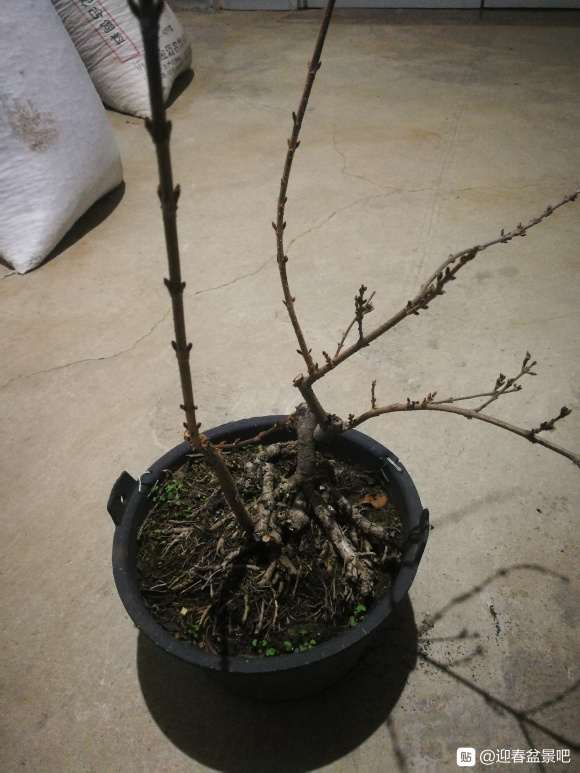 连翘下山桩没有开过花