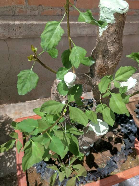 我这连翘下山桩已经封口令