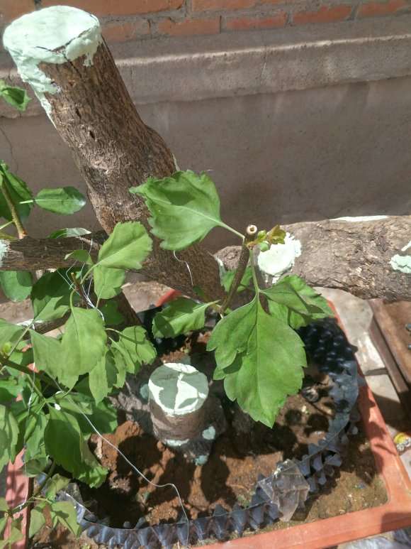 连翘下山桩长了几片叶子