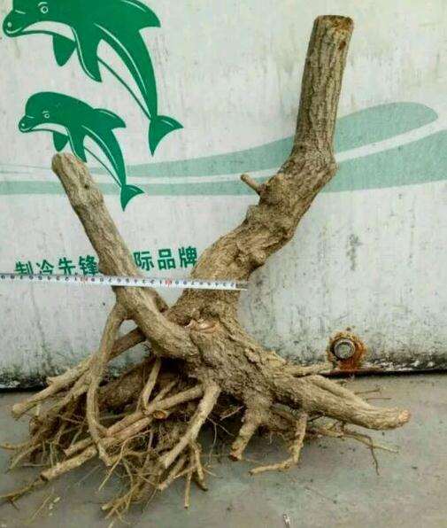 连翘下山桩根太大 不好栽 怎么办 图片