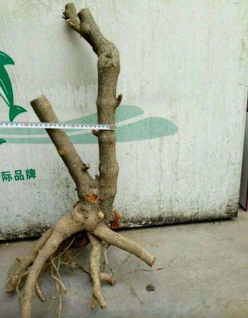 连翘下山桩根太大 不好栽 怎么办 图片