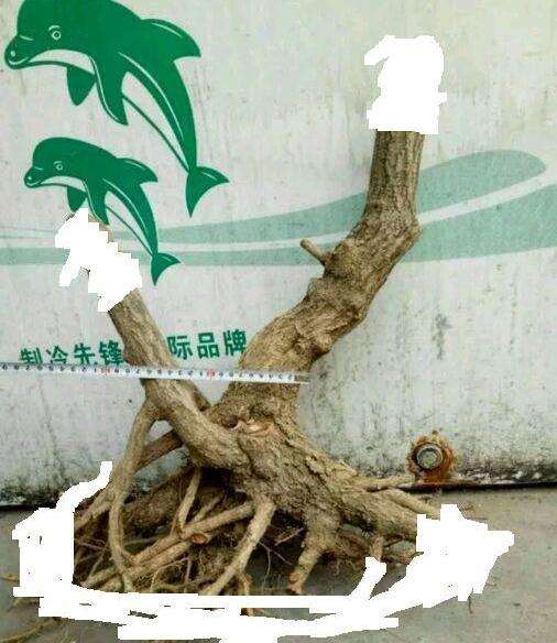 连翘下山桩根太大 不好栽 怎么办 图片