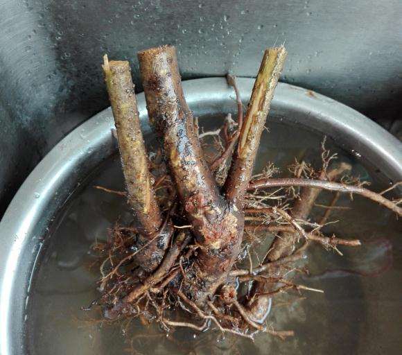 迎春花下山桩正在泡水