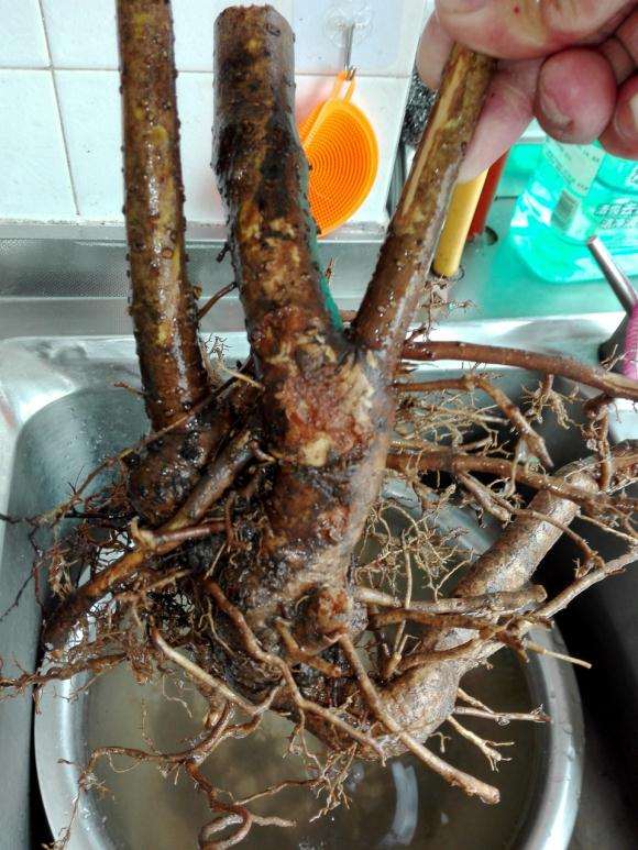 迎春花下山桩泡水2小时了