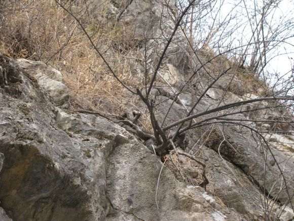 悬崖上的连翘下山桩