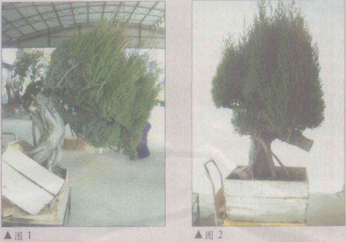 图解 台湾柏树盆景怎么造型的方法