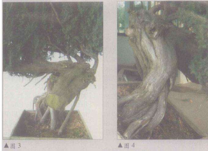 图解 台湾柏树盆景怎么造型的方法