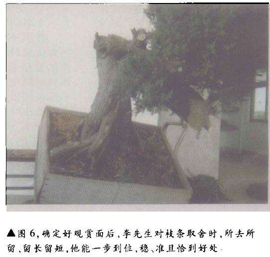 台湾柏树怎么造型的方法