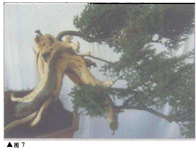 台湾柏树怎么造型的方法