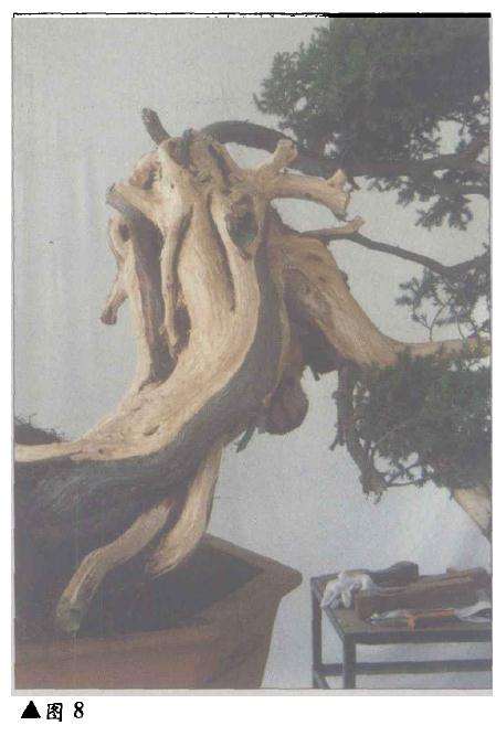 台湾柏树怎么造型的方法