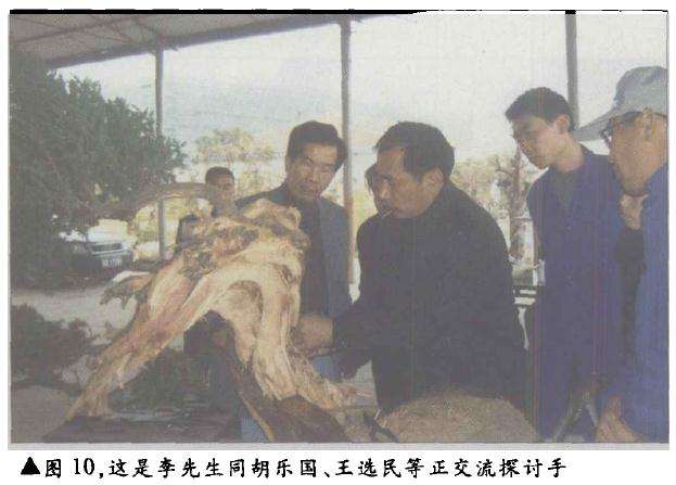 台湾柏树怎么造型的方法