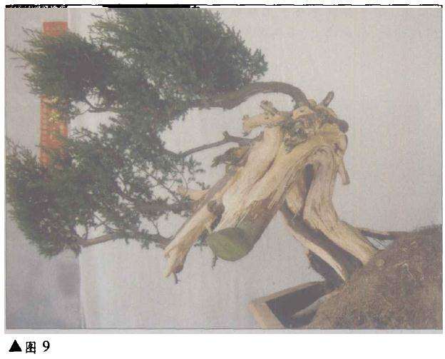 台湾柏树怎么造型的方法