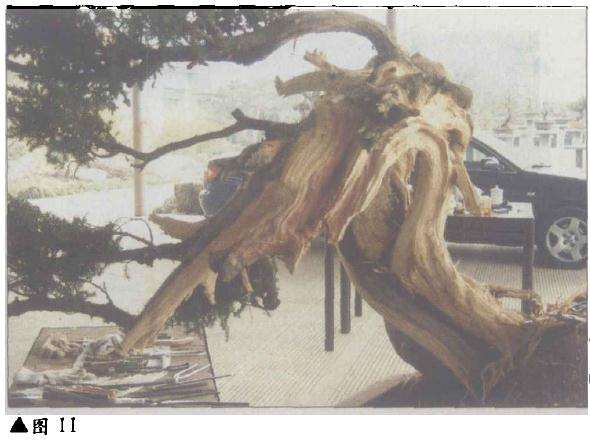 台湾柏树怎么造型的方法