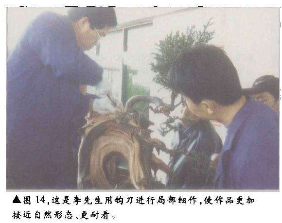 台湾柏树怎么造型的方法