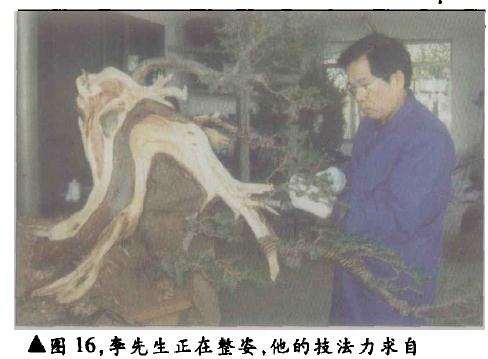 台湾柏树怎么造型的方法