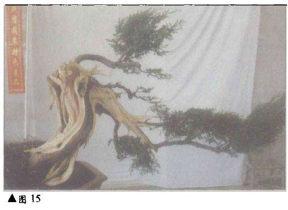 台湾柏树怎么造型的方法