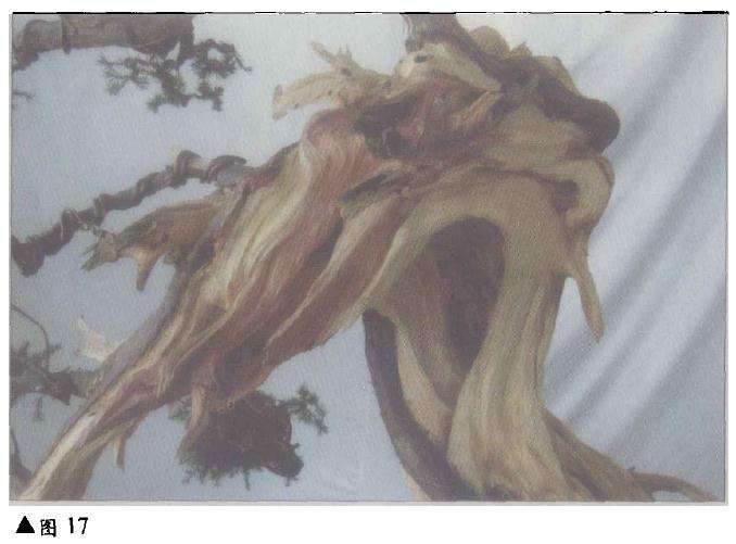 台湾柏树怎么造型的方法