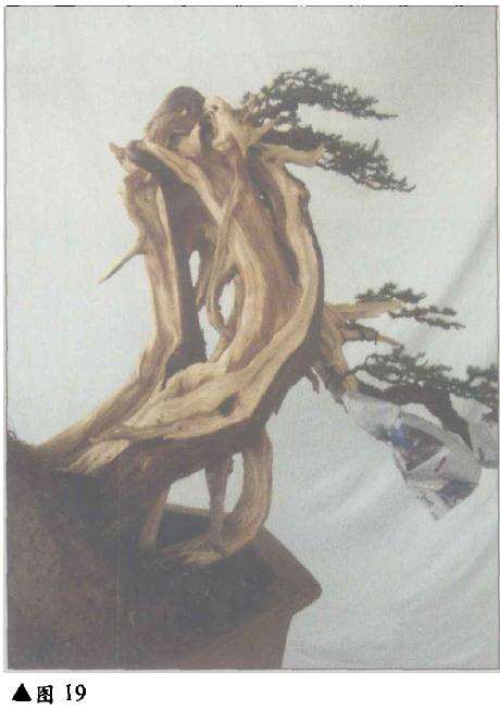 台湾柏树怎么造型的方法