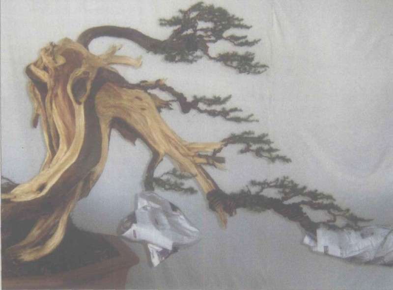 图解 台湾柏树盆景怎么造型的方法