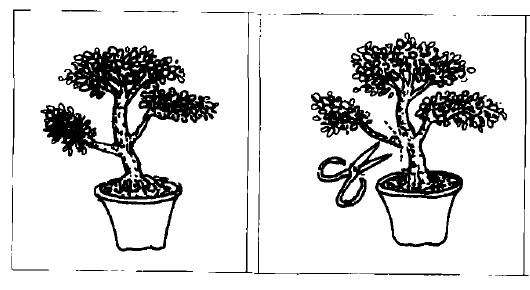 微型盆景制作步骤