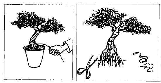 微型盆景制作步骤