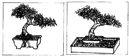 微型盆景制作步骤