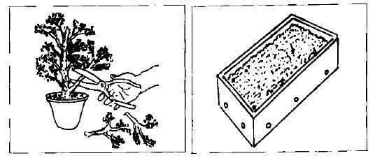 图解 盆景怎么泡沫扦插法制作步骤