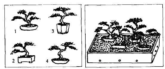 图解 盆景怎么泡沫扦插法制作步骤