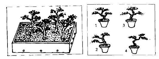 图解 盆景怎么泡沫扦插法制作步骤