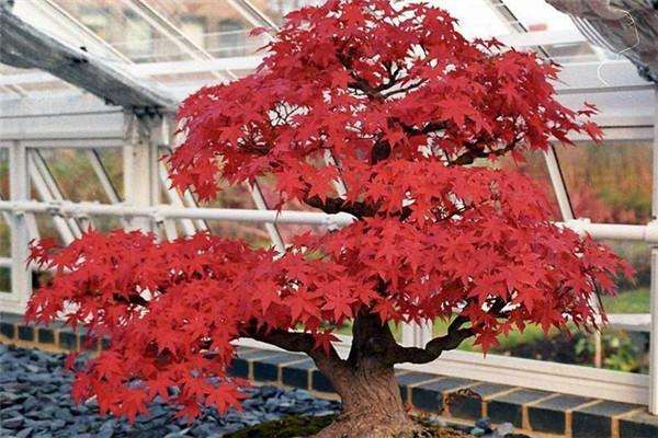 盆栽红枫怎么管理的6个要点