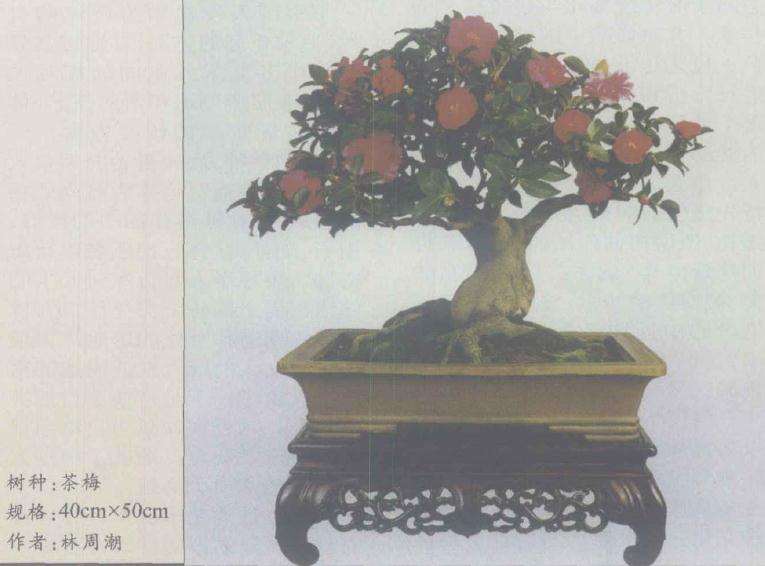 中国盆景发展的6个方向