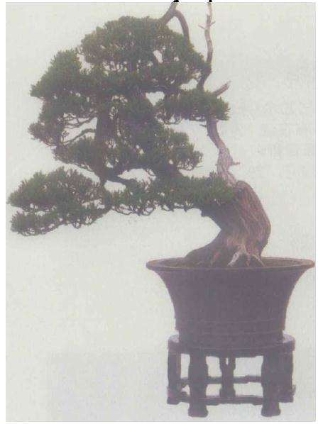 中国盆景发展的6个方向